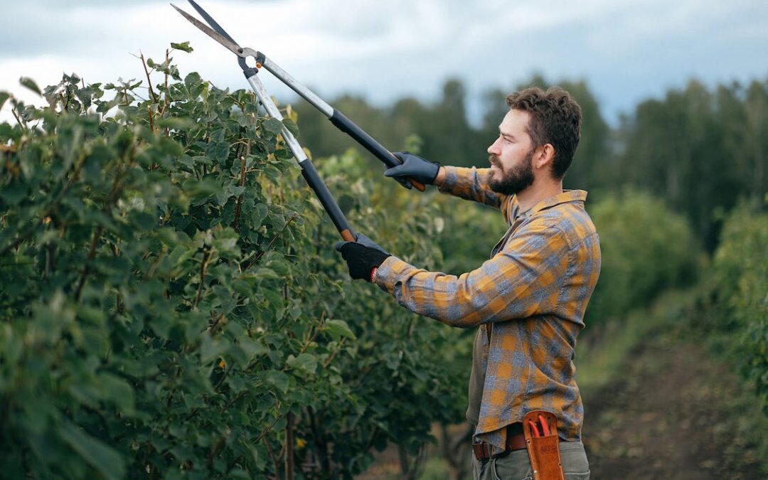 Trimming for Health: How Proper Hedge Maintenance Promotes Plant Wellness